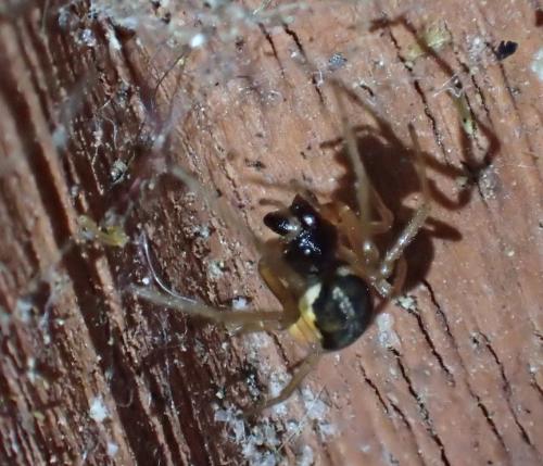 Réf. 224 711 : Pachygnatha degeeri